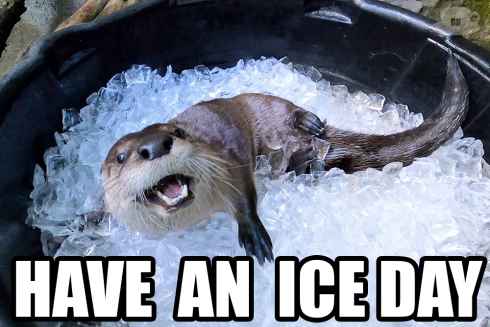 План Кинаки - мемы про выдр и других животных