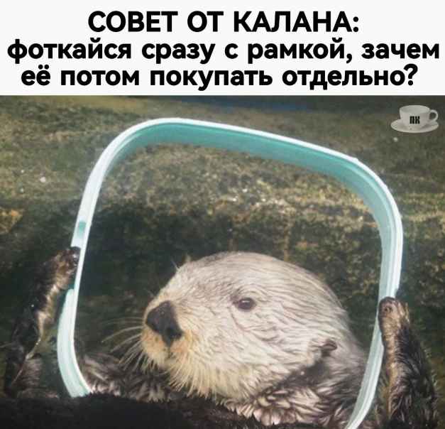 План Кинаки - мемы про выдр и других животных