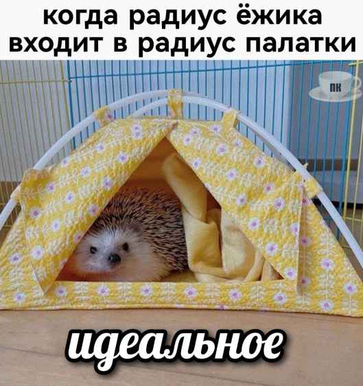 План Кинаки - мемы про выдр и других животных