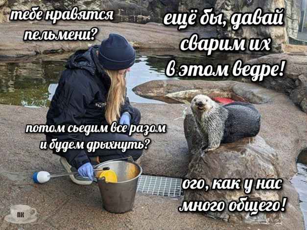 План Кинаки - мемы про выдр и других животных
