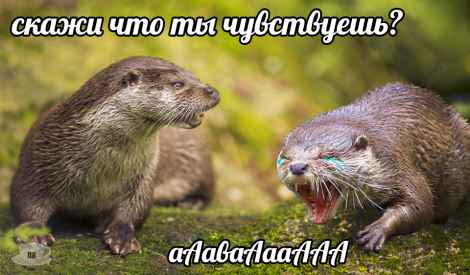 План Кинаки - мемы про выдр и других животных