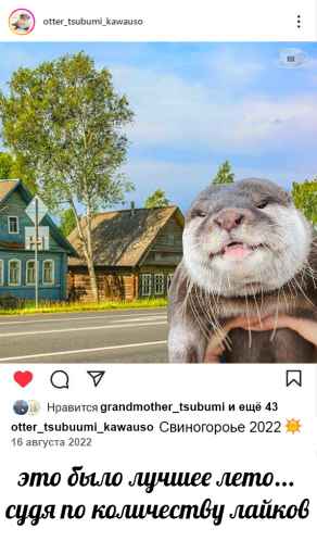 План Кинаки - мемы про выдр и других животных