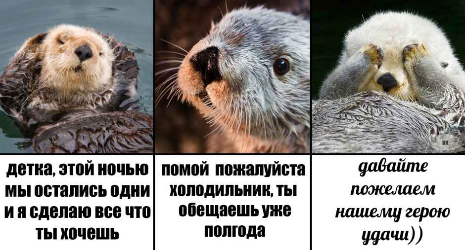 План Кинаки - мемы про выдр и других животных