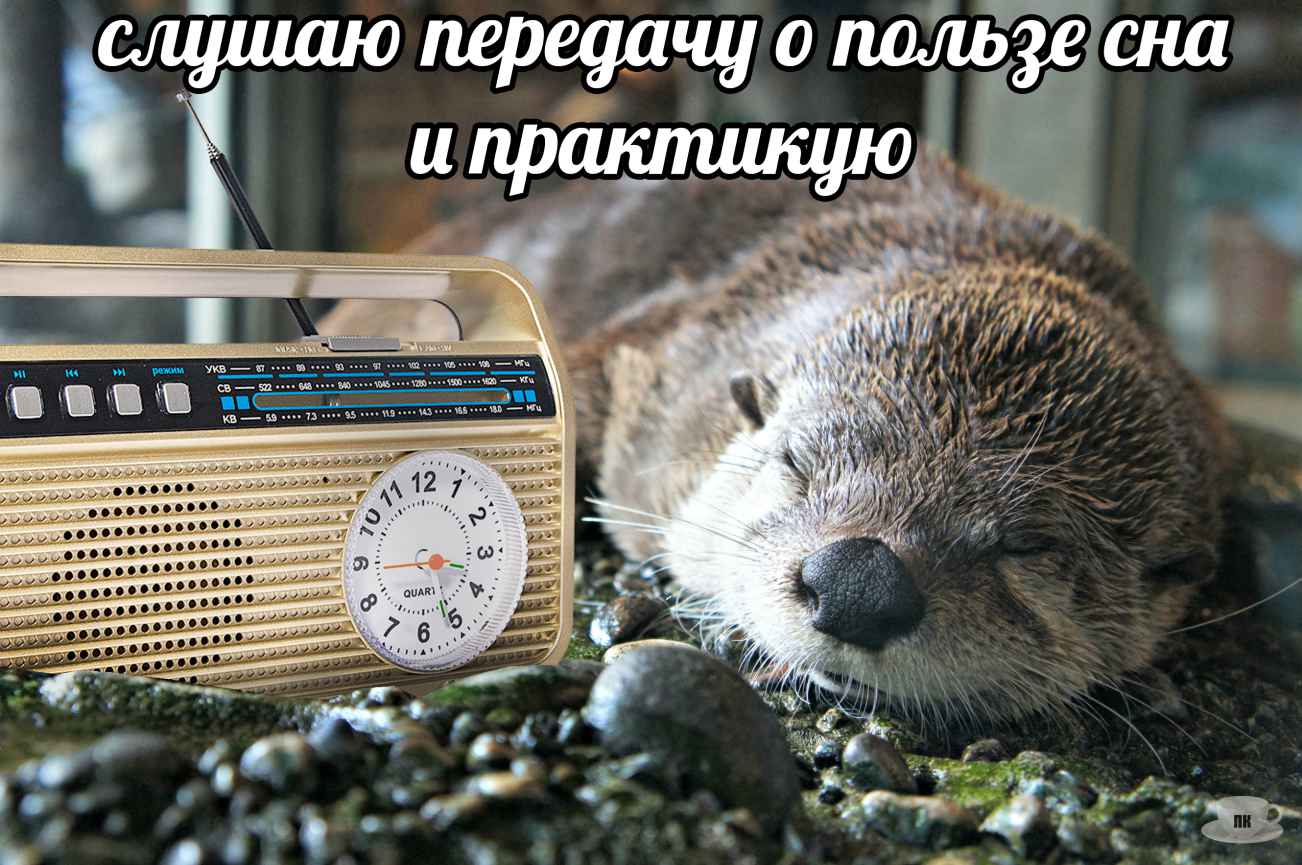 План Кинаки - мемы про выдр и других животных