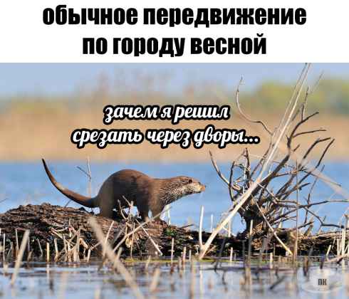 План Кинаки - мемы про выдр и других животных