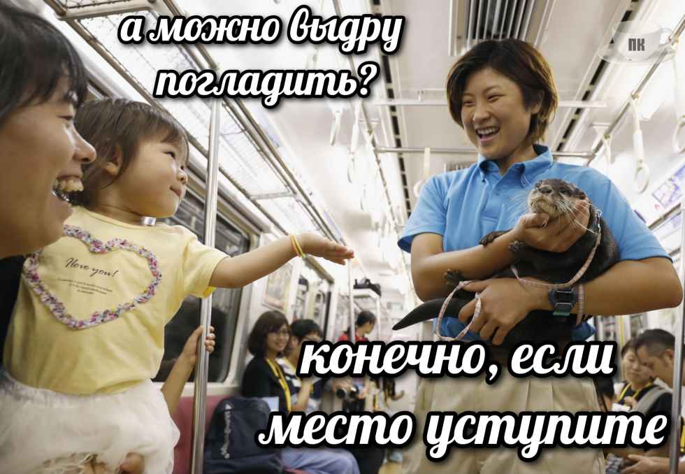 План Кинаки - мемы про выдр и других животных