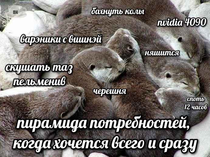 План Кинаки - мемы про выдр и других животных