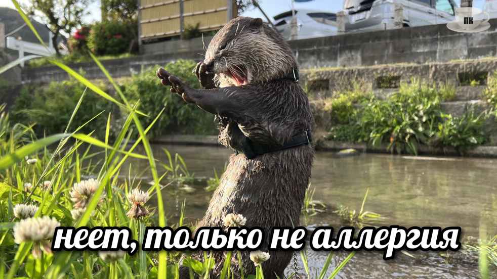 План Кинаки - мемы про выдр и других животных