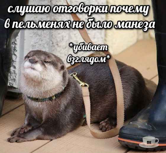 План Кинаки - мемы про выдр и других животных