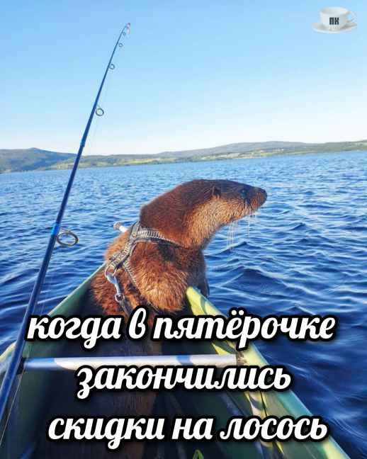 План Кинаки - мемы про выдр и других животных