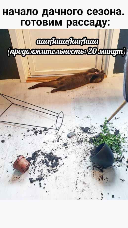 План Кинаки - мемы про выдр и других животных