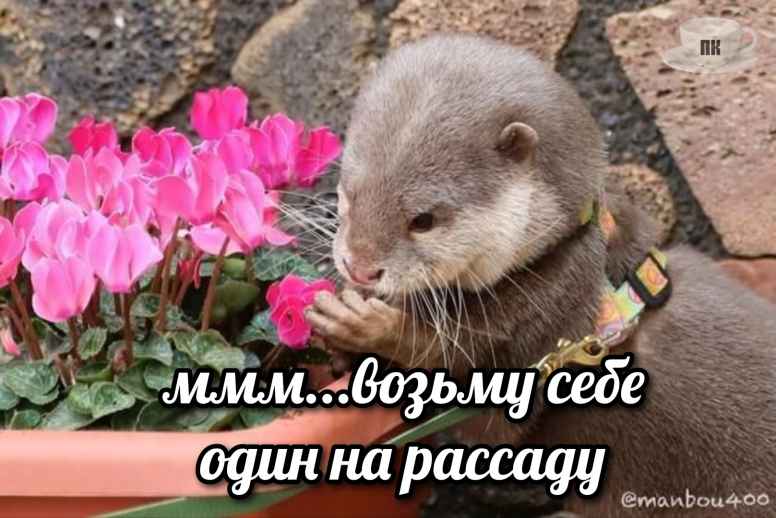 План Кинаки - мемы про выдр и других животных