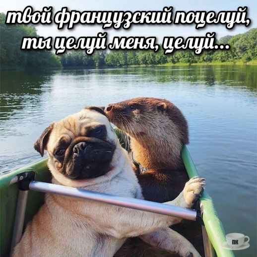 План Кинаки - мемы про выдр и других животных