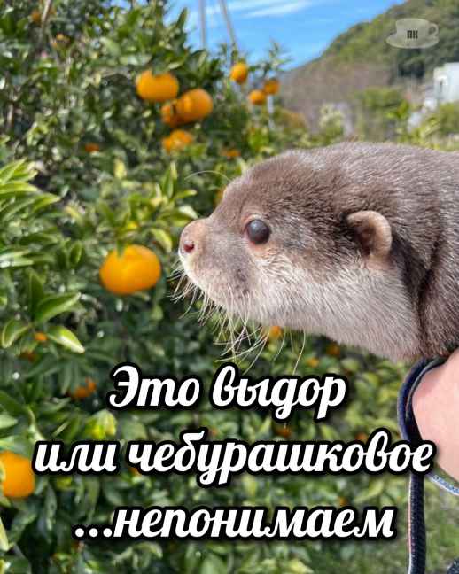 План Кинаки - мемы про выдр и других животных