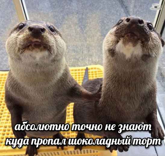 План Кинаки - мемы про выдр и других животных