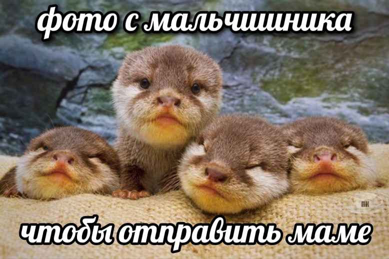 План Кинаки - мемы про выдр и других животных