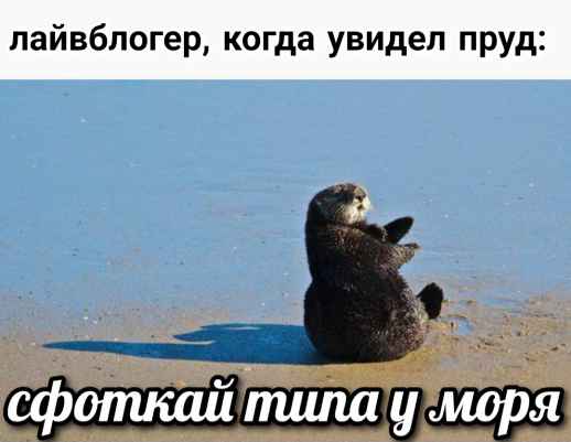 План Кинаки - мемы про выдр и других животных