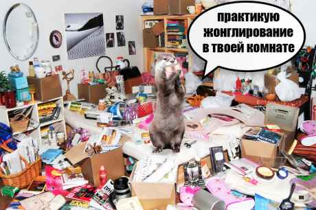 План Кинаки - мемы про выдр и других животных