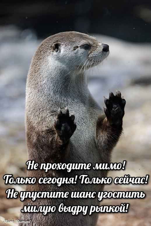 План Кинаки - мемы про выдр и других животных