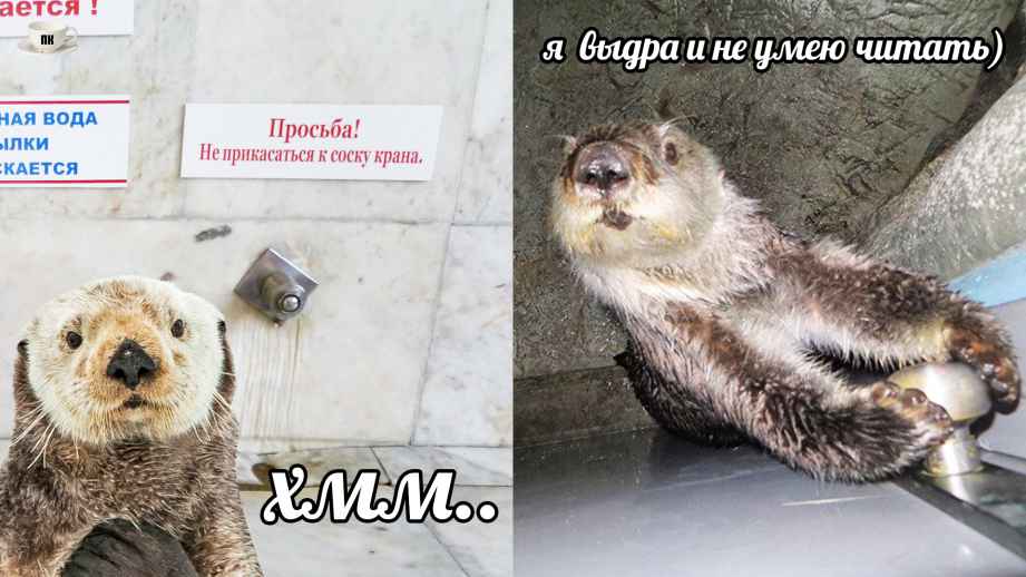 План Кинаки - мемы про выдр и других животных