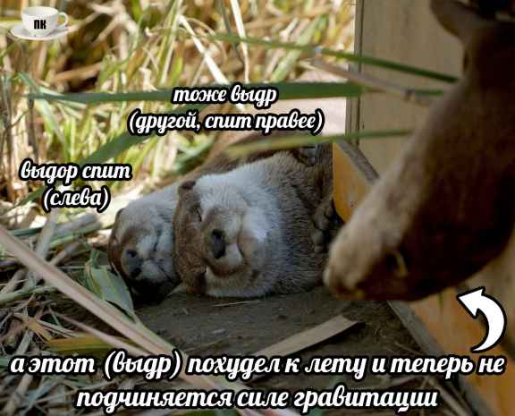 План Кинаки - мемы про выдр и других животных
