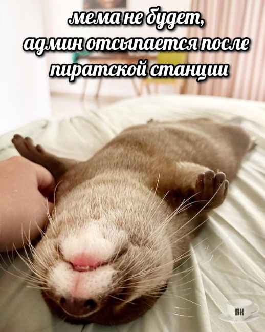 План Кинаки - мемы про выдр и других животных