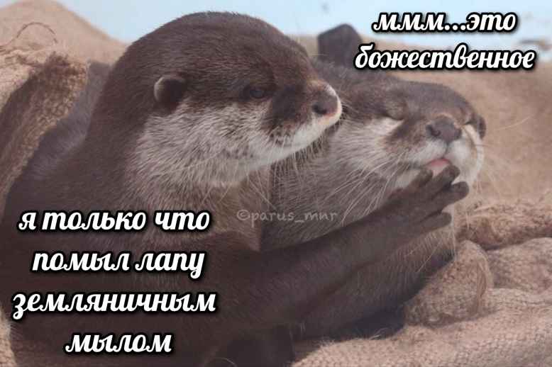 План Кинаки - мемы про выдр и других животных