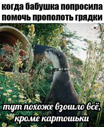 План Кинаки - мемы про выдр и других животных