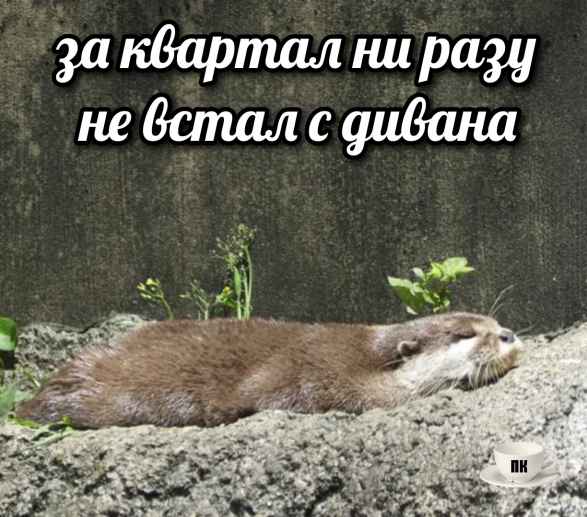 План Кинаки - мемы про выдр и других животных