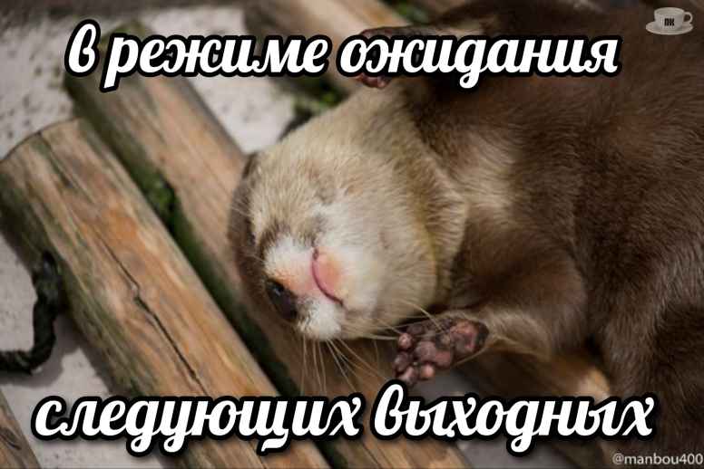 План Кинаки - мемы про выдр и других животных