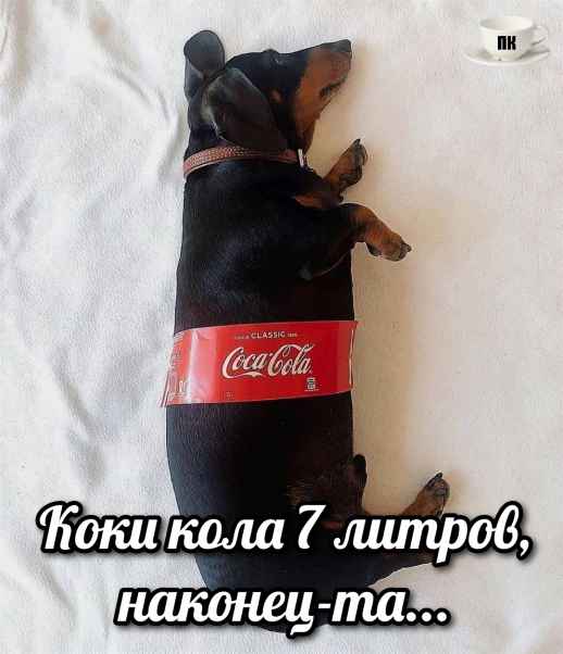 План Кинаки - мемы про выдр и других животных