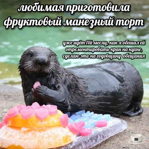 План Кинаки - мемы про выдр и других животных