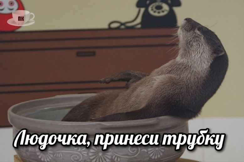 План Кинаки - мемы про выдр и других животных