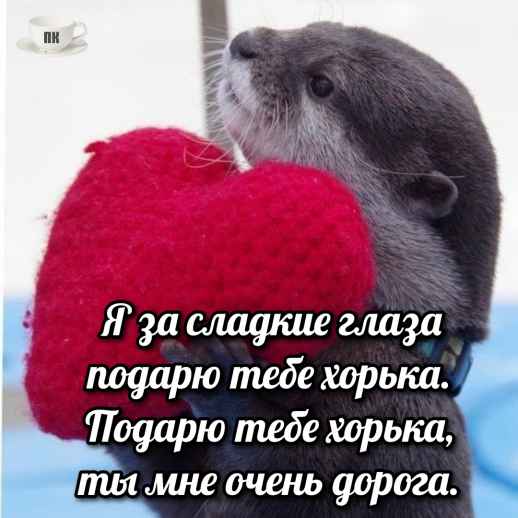 План Кинаки - мемы про выдр и других животных