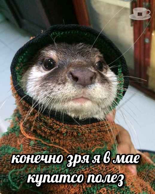 План Кинаки - мемы про выдр и других животных