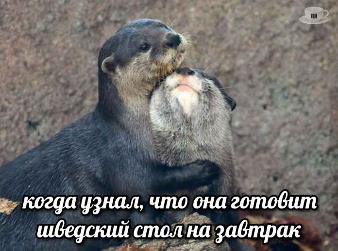 План Кинаки - мемы про выдр и других животных