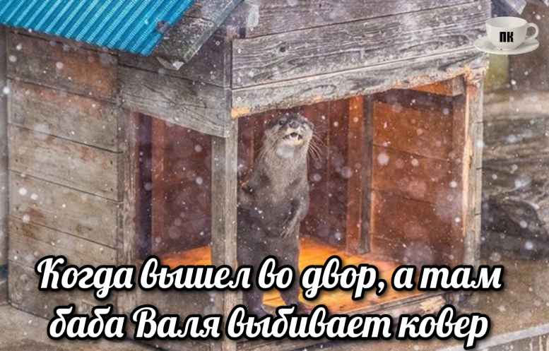 План Кинаки - мемы про выдр и других животных