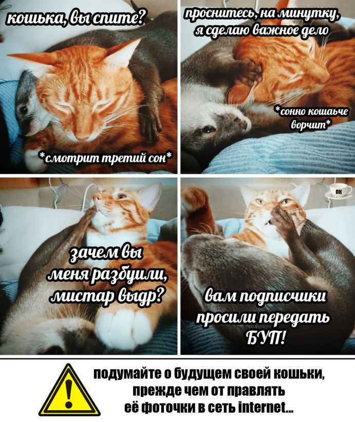 План Кинаки - мемы про выдр и других животных
