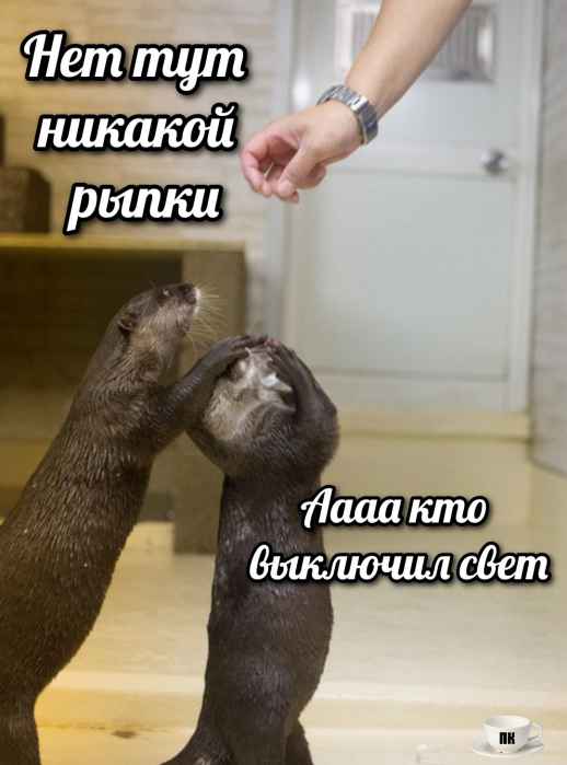 План Кинаки - мемы про выдр и других животных