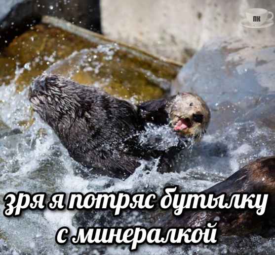 План Кинаки - мемы про выдр и других животных