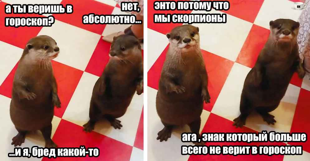 План Кинаки - мемы про выдр и других животных