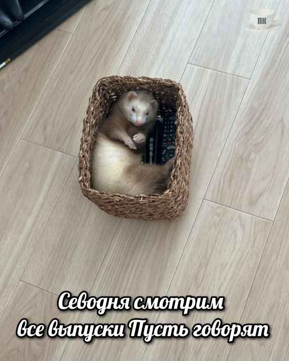 План Кинаки - мемы про выдр и других животных