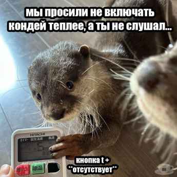 План Кинаки - мемы про выдр и других животных