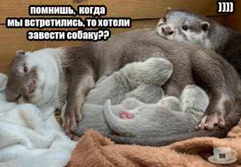 План Кинаки - мемы про выдр и других животных