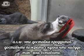 План Кинаки - мемы про выдр и других животных