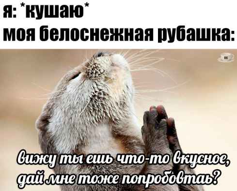 План Кинаки - мемы про выдр и других животных