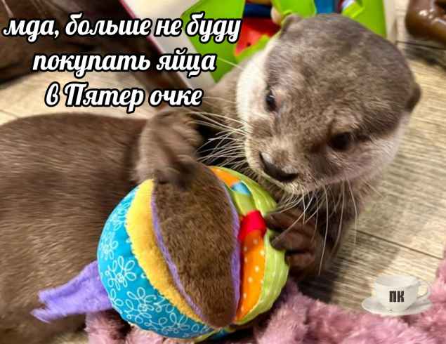 План Кинаки - мемы про выдр и других животных