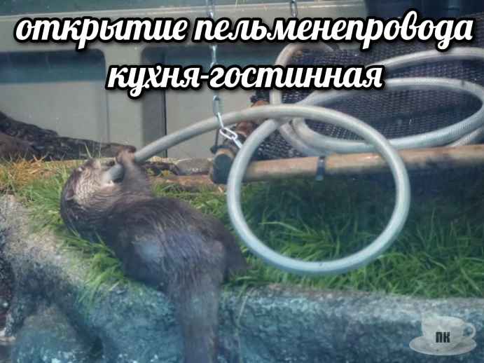 План Кинаки - мемы про выдр и других животных