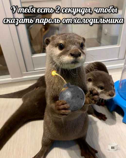 План Кинаки - мемы про выдр и других животных
