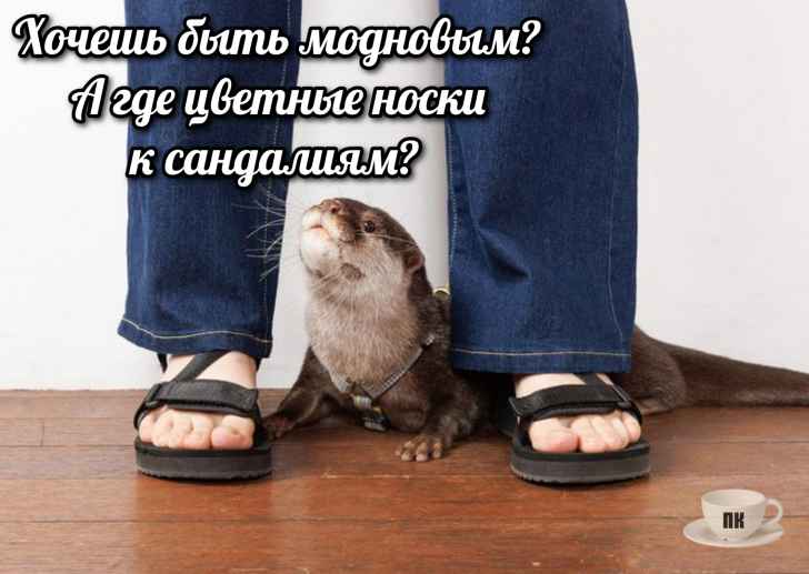 План Кинаки - мемы про выдр и других животных